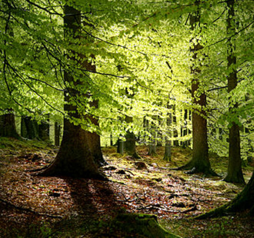 The Forest - Grib Skov (10 km)