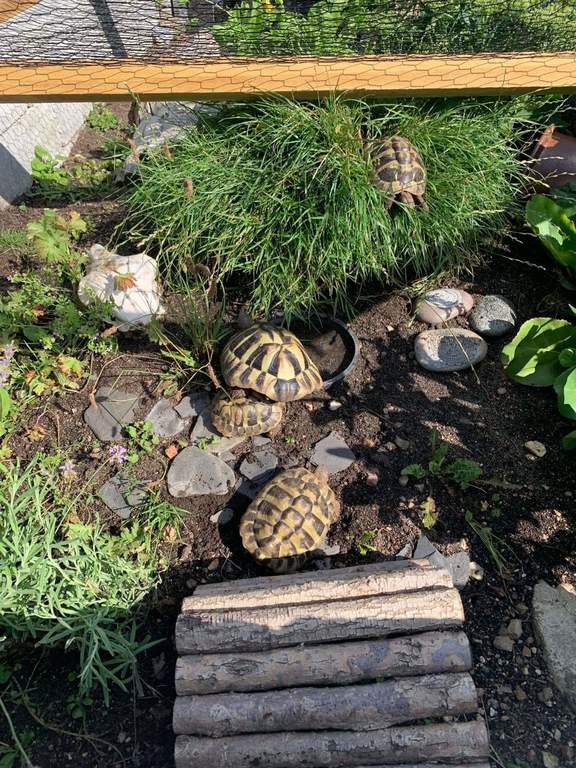 The turtles living in the garden