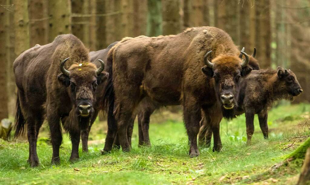 Bisonskoven https://bornholm.info/en/meet-a-bison