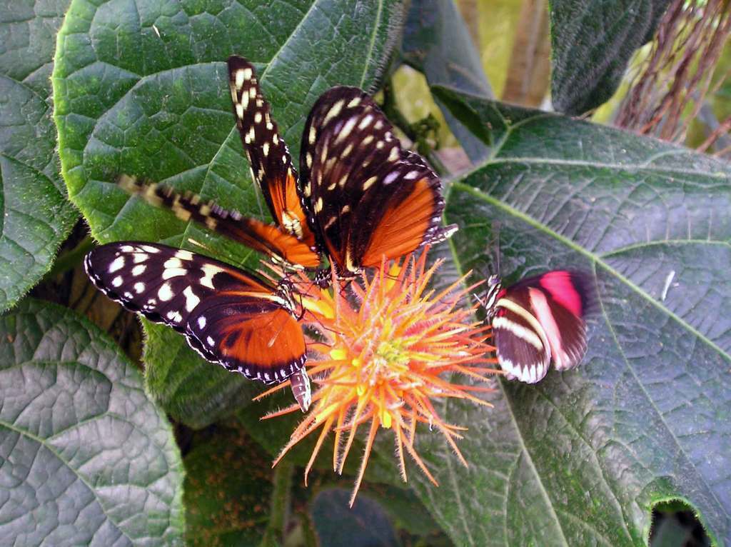 Butterflies and sandsculptures. https://sommer-lunden.dk