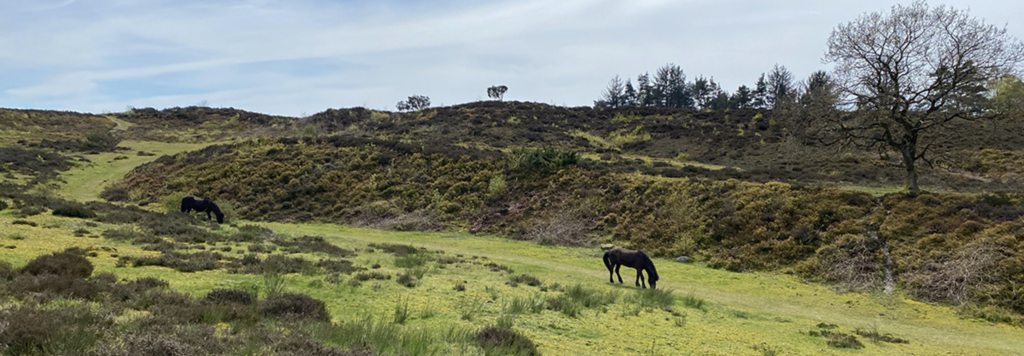 "Lyngbakkerne" - a beautiful nature area in the village with horses and many hiking trails