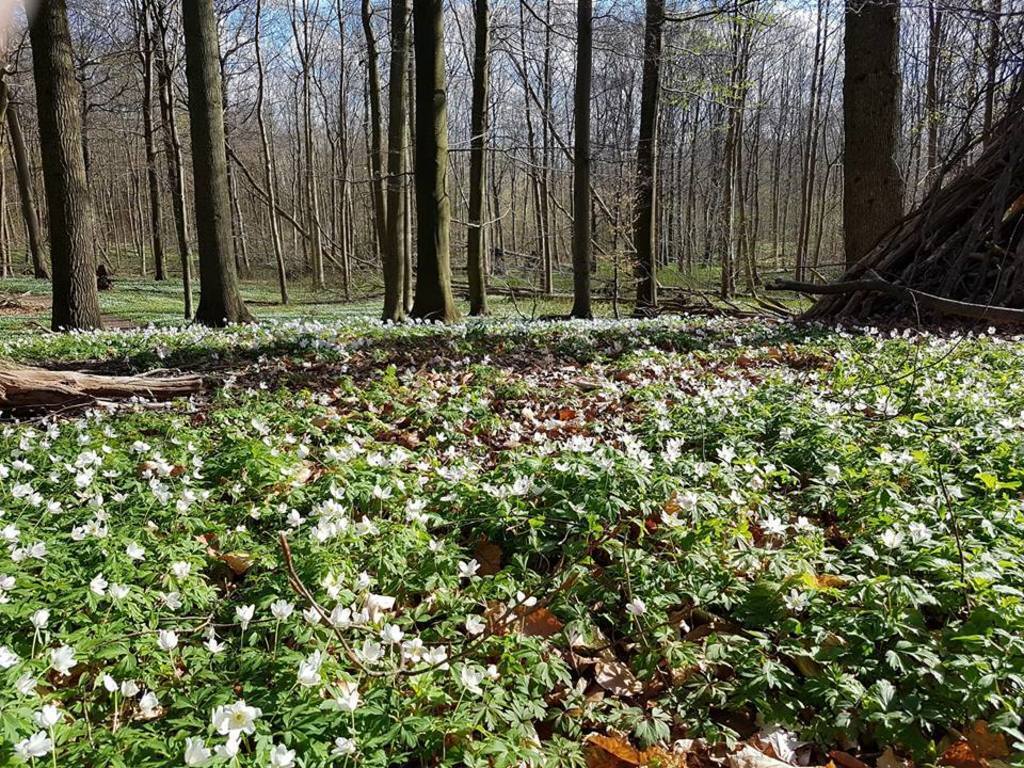 White anemones in the forest in springtime - Egebæksvang, just around the corner.