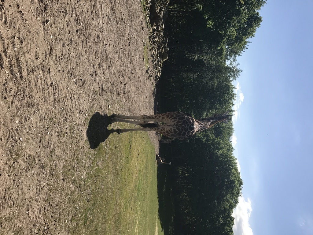 Oscar the giraffe :-) Safari park (35 min.) 