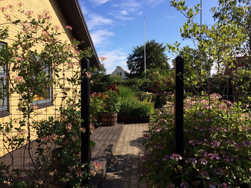 Part of the front garden in summer