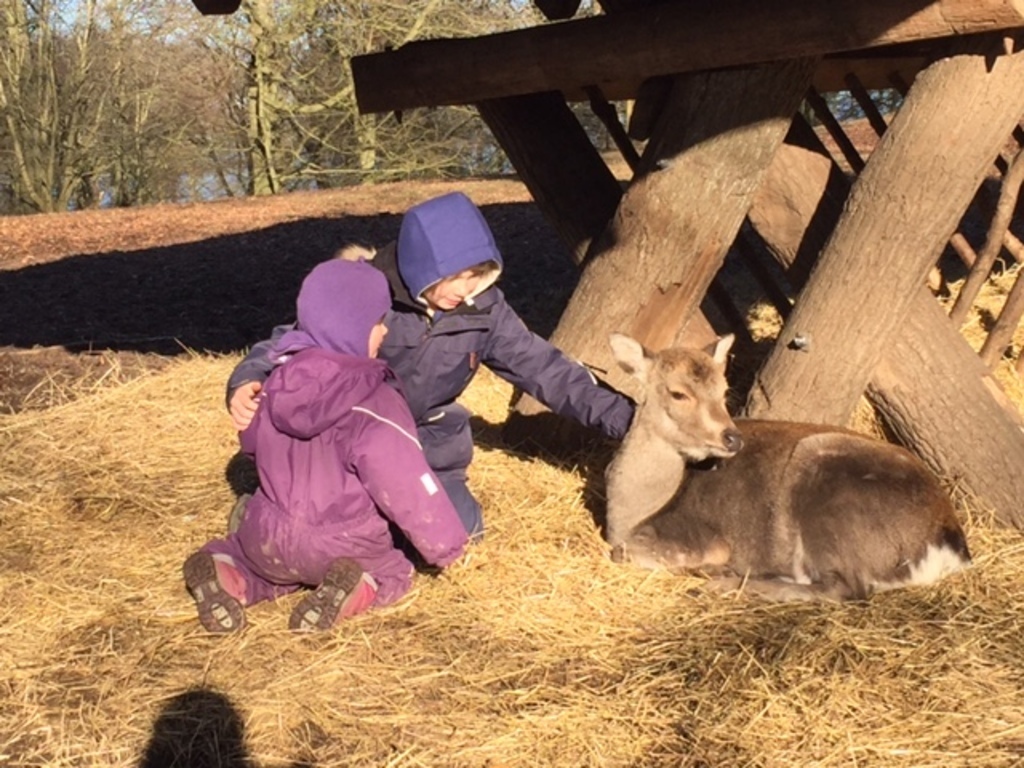 Patting the deer in Dyrehaven