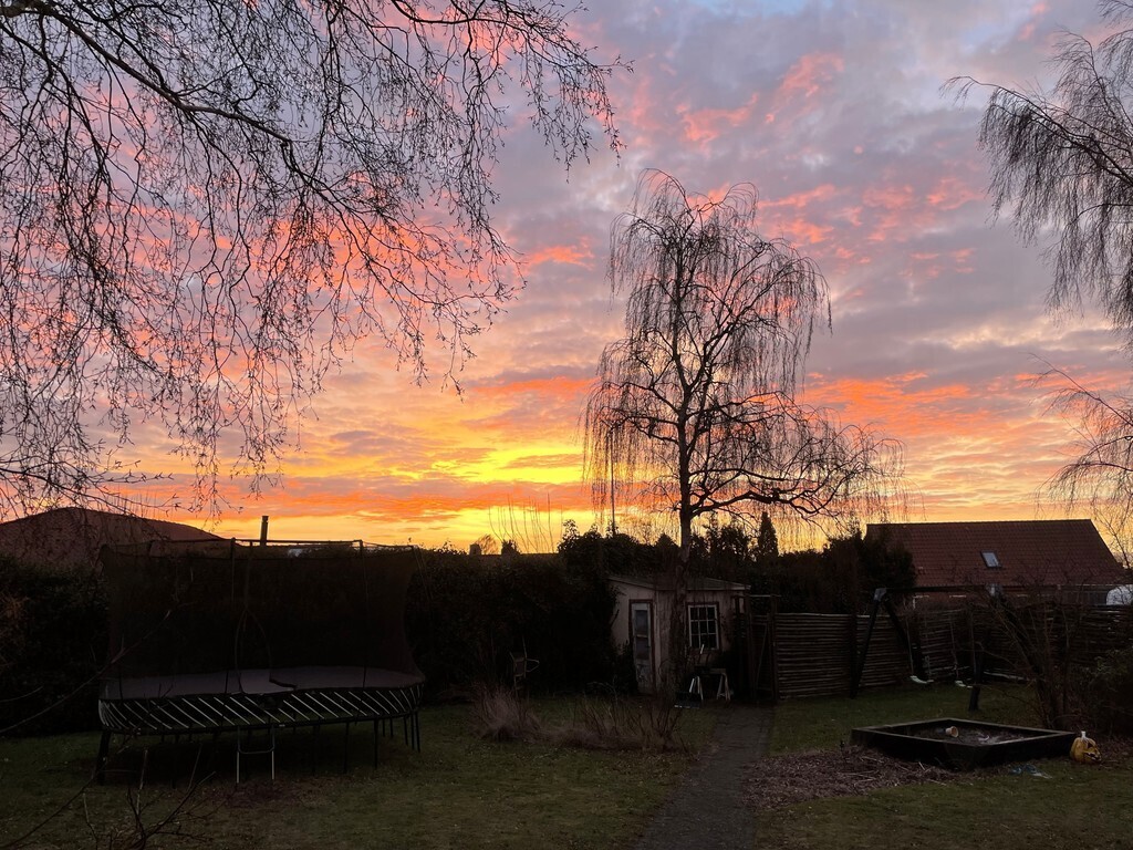 Sunrise in the back garden