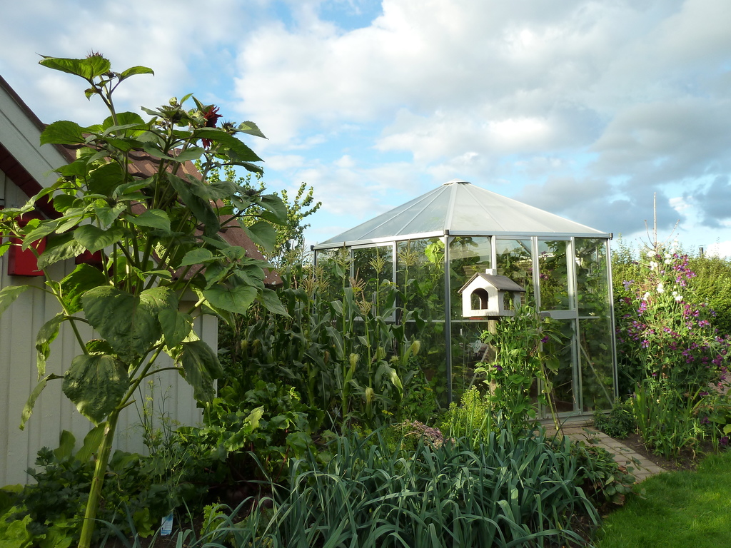 Greenhouse - with place to stay in colder days