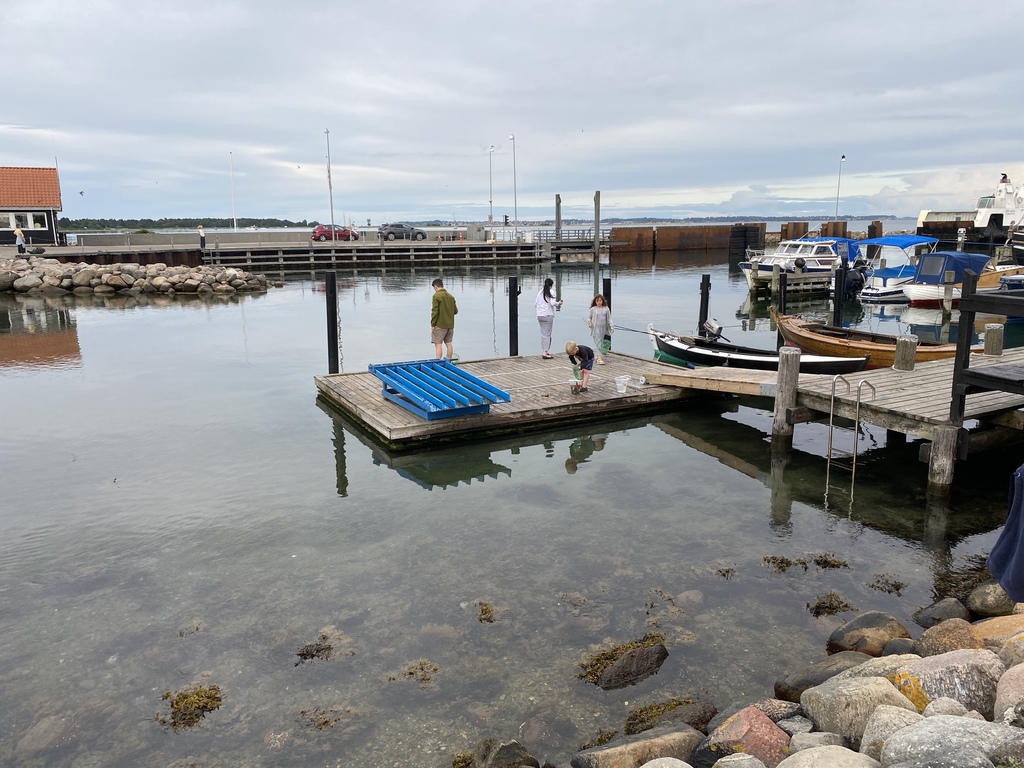 I og omkring Røvig havn krabbefiskeri for børn