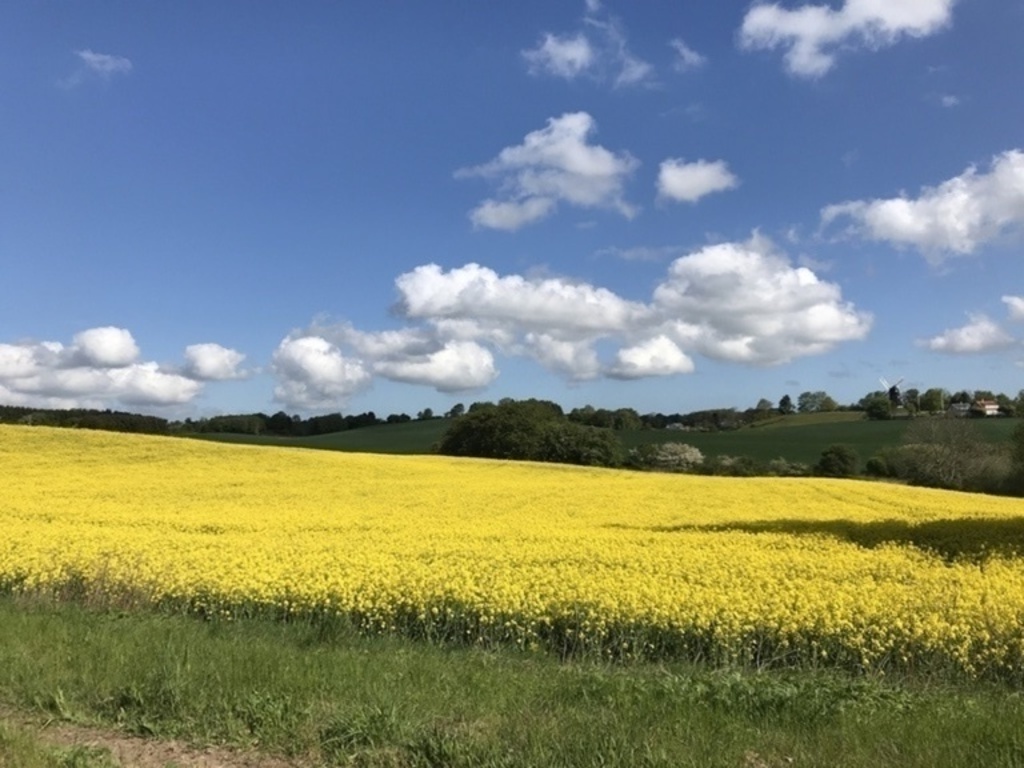 Rape fields nearby