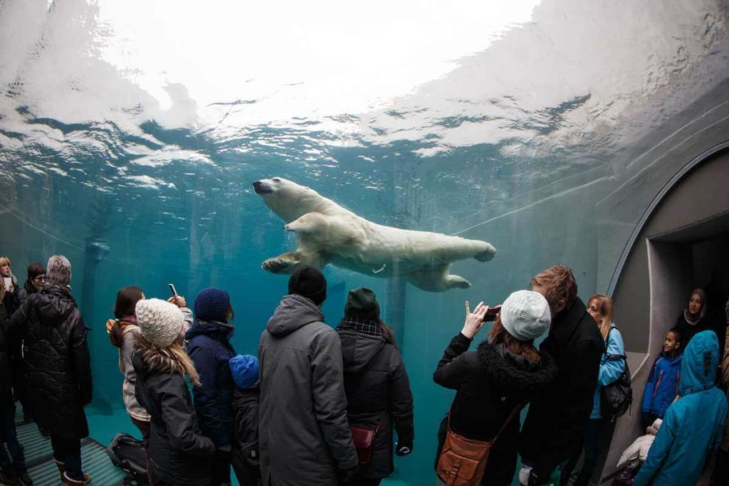 Copenhagen Zoo, polar bears