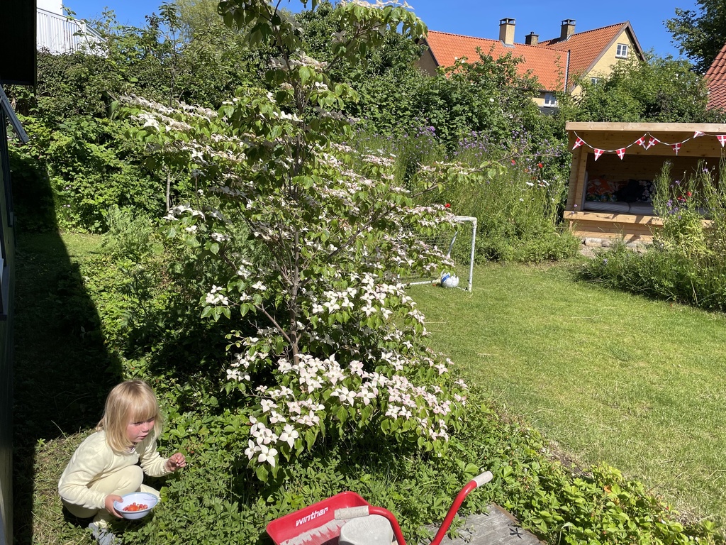Selma picking strawberries 
