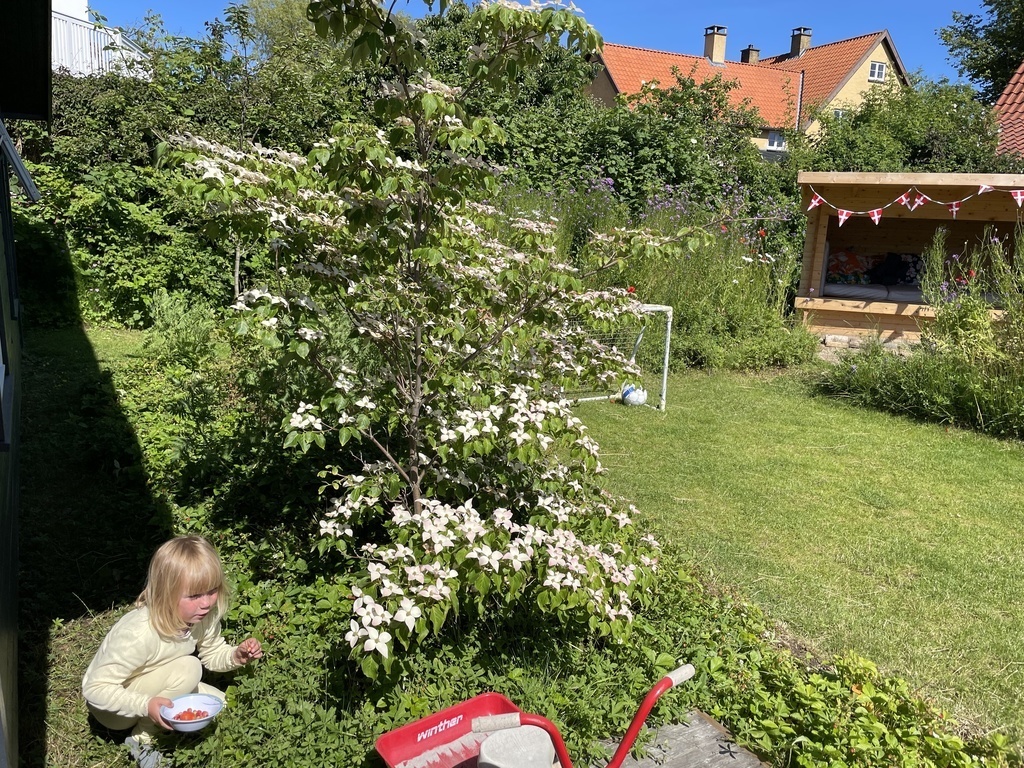 Selma picking strawberries 