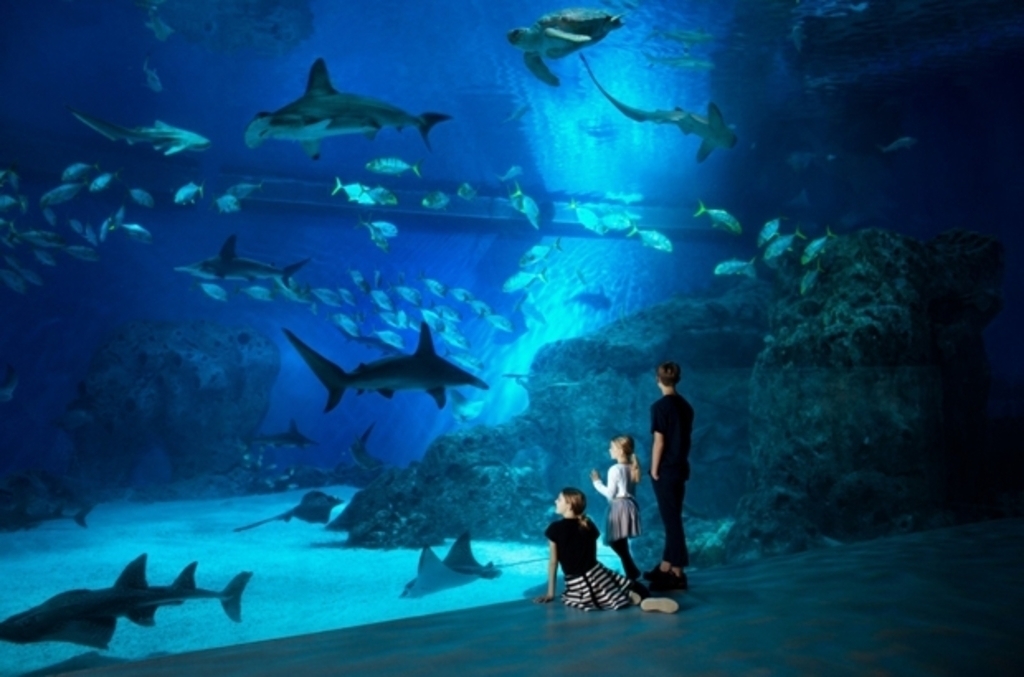 The Blue Planet Aquarium, Copenhagen (1 hr drive)