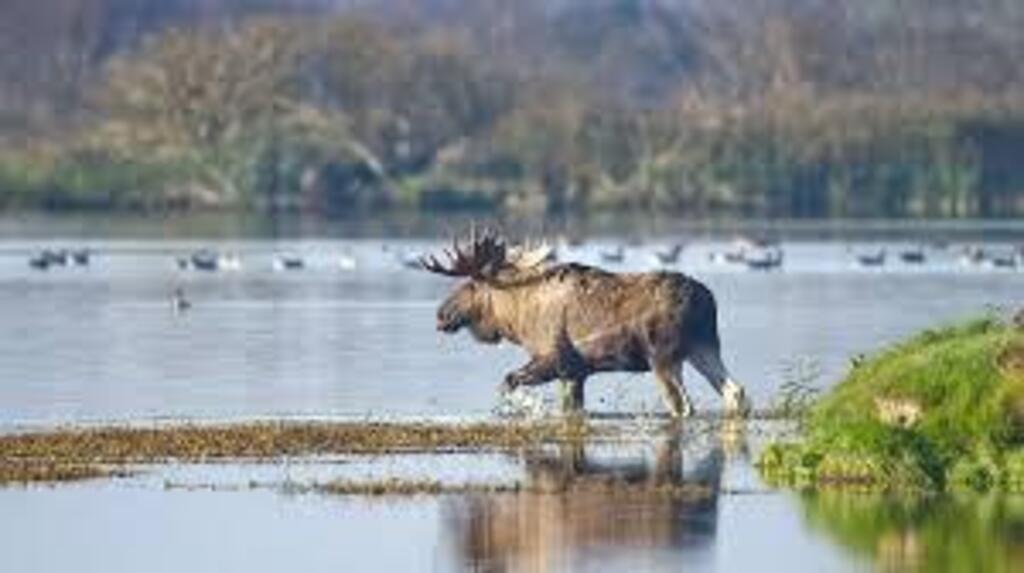 Lille Vildmose - a nature reserve 30 km from Aalborg with lakes, bog, forest and wildlife (moose and many bird species)