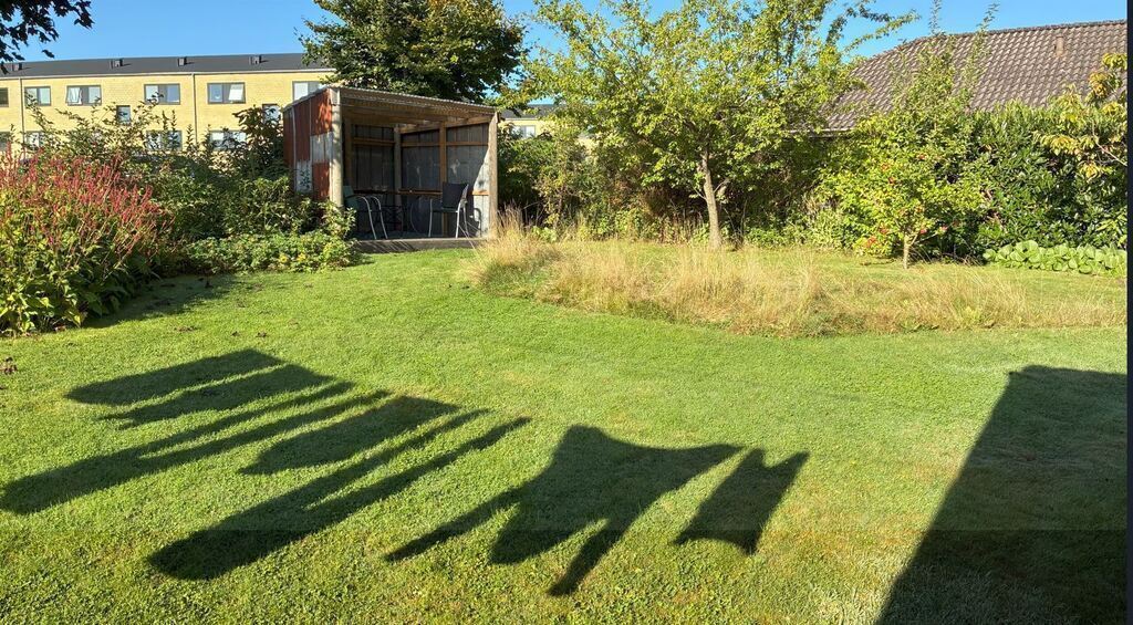 Garden view with shack
