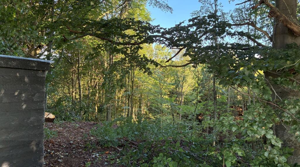 Forrest view from front yard