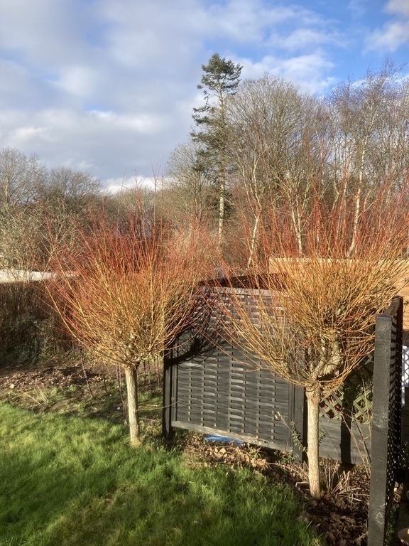 Haven over mod skoven 