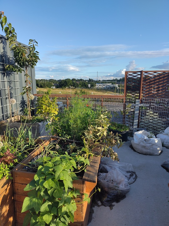 Our roof top garden