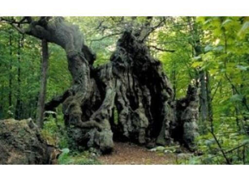 Thousand year oaks - 15km