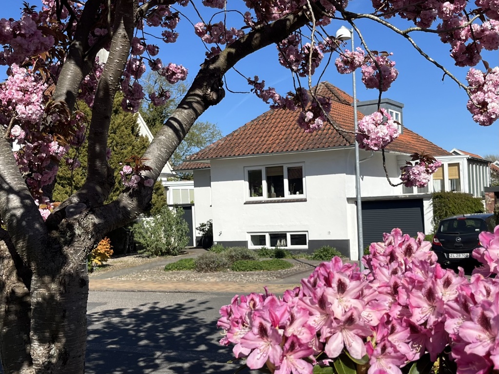 Spring and cherry blossoms make our house look even nicer 