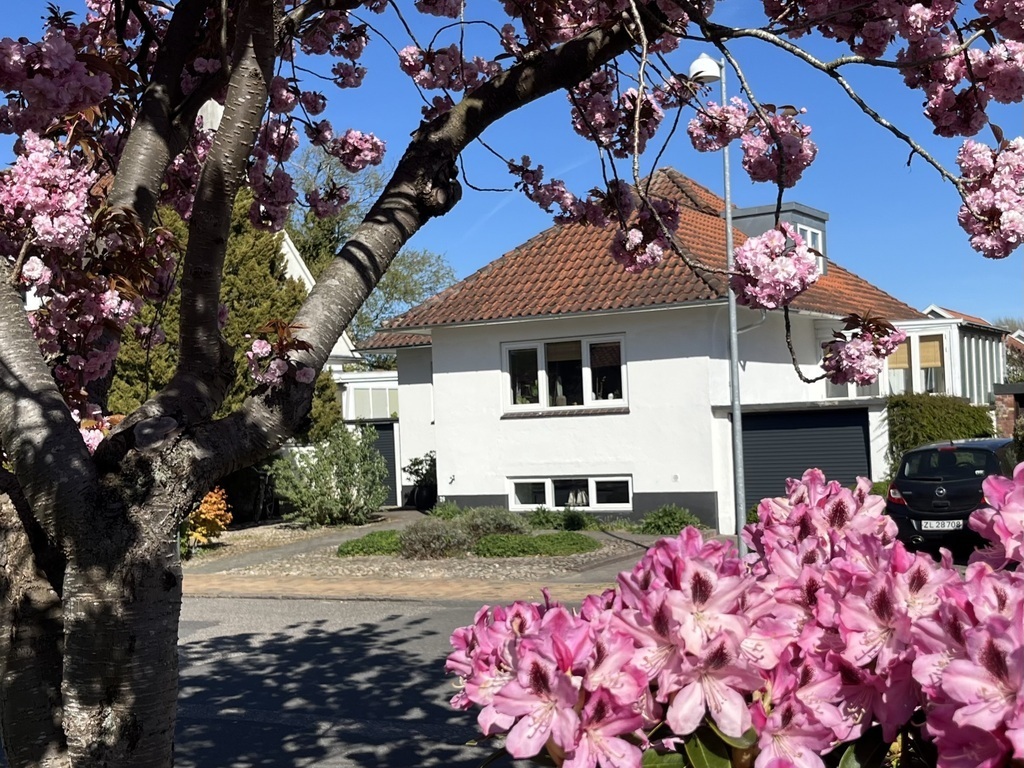 Spring and cherry blossoms make our house look even nicer 