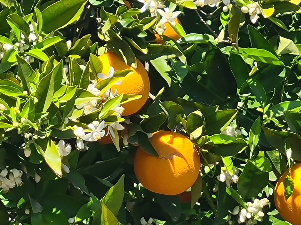 Tussen Villa en Strand, wandel je door de sinaasappel plantages. 