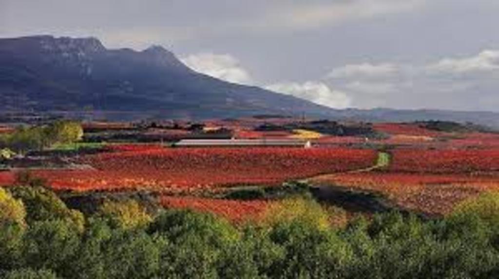 Vineyard in La Rioja
