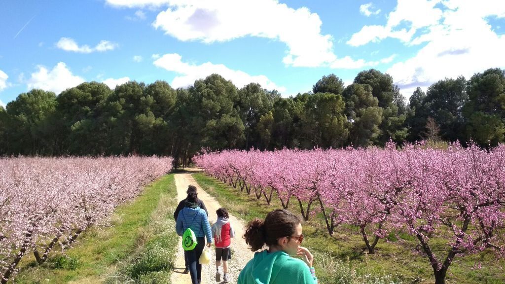 Cherry´s tree in Maella 