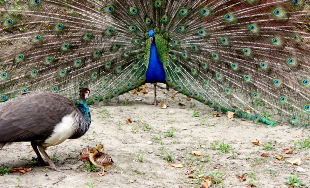 Cristina Enea park (5 min walking)