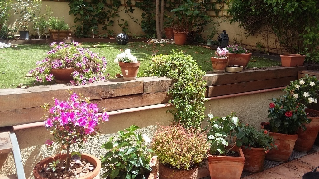 Flowers in my backyard