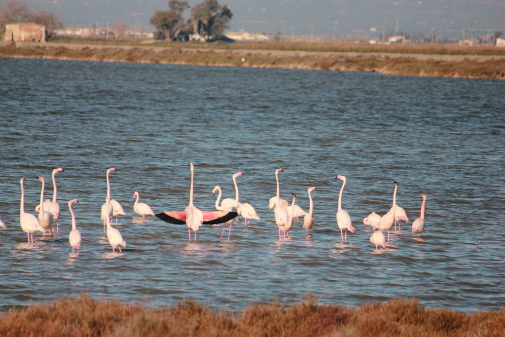 Flamingos just 15 minutes away