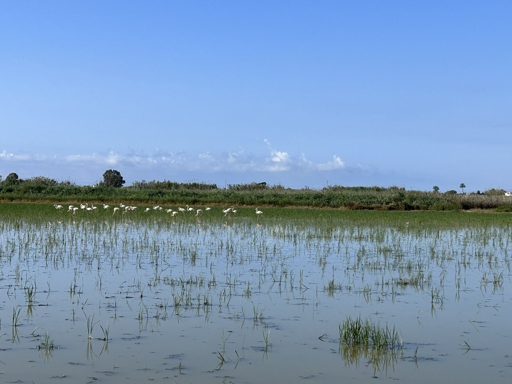 Flamingos in a rice field next to a cycling lane