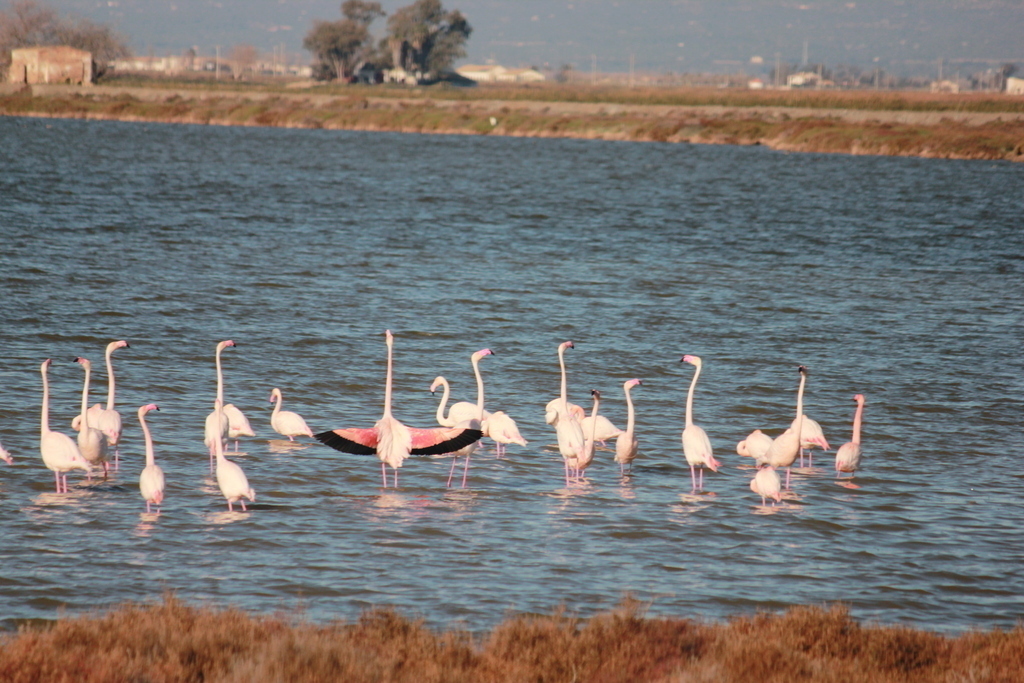 Flamingos just 15 minutes away