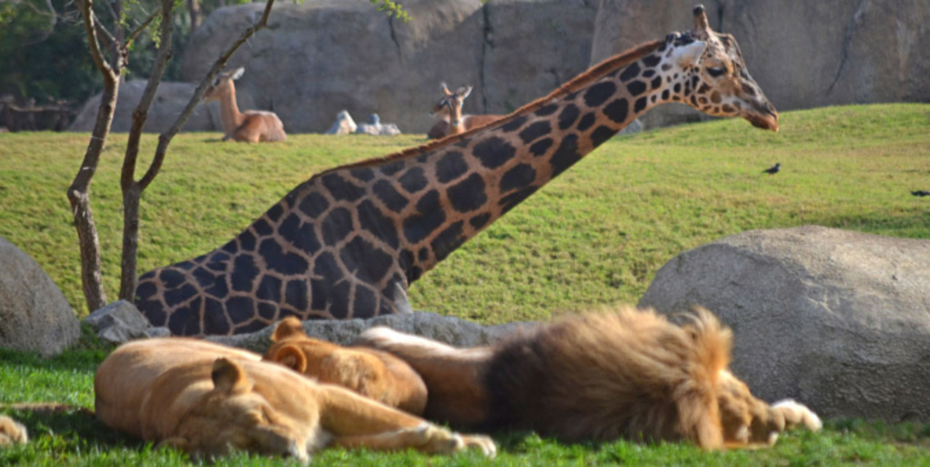 Bioparc zoo Valencia (10min. by car)