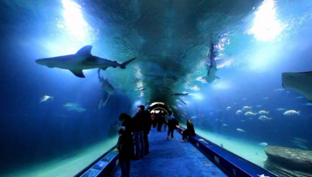 Oceanografic Valencia (10min. by car)