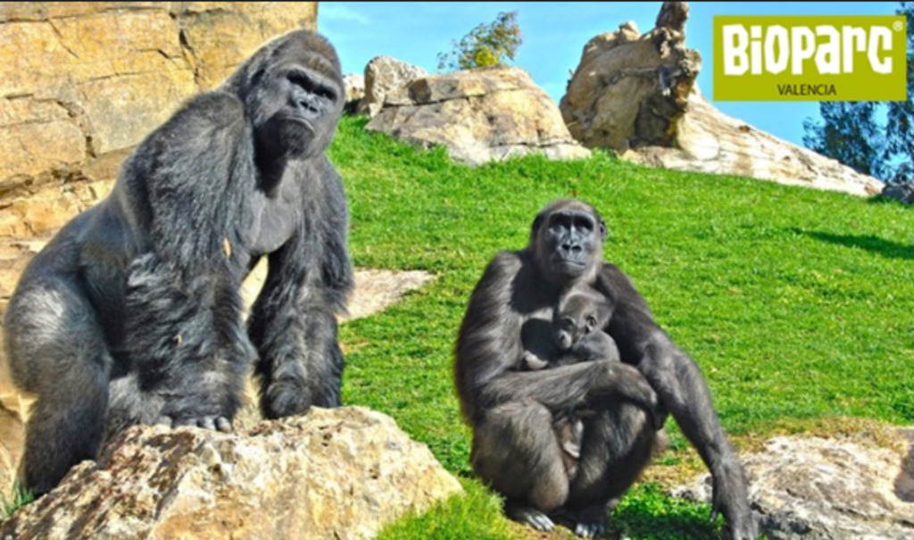 Bioparc zoo Valencia (10min. by car)