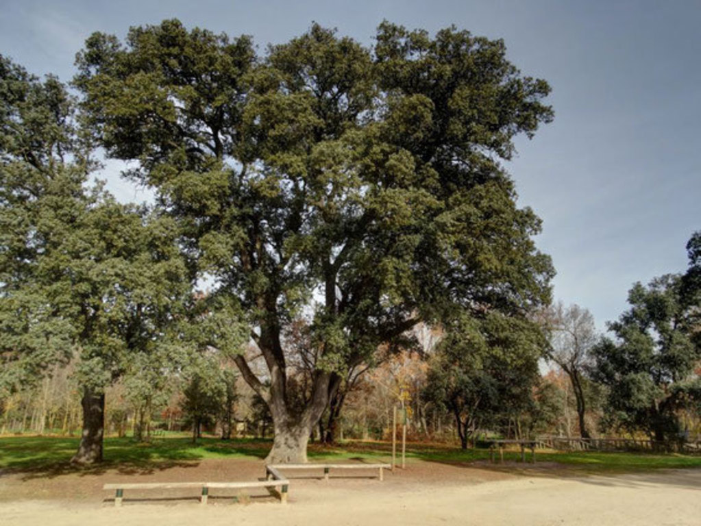 Forest close to our house