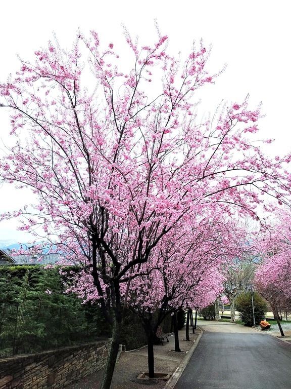 Very close to home in the spring