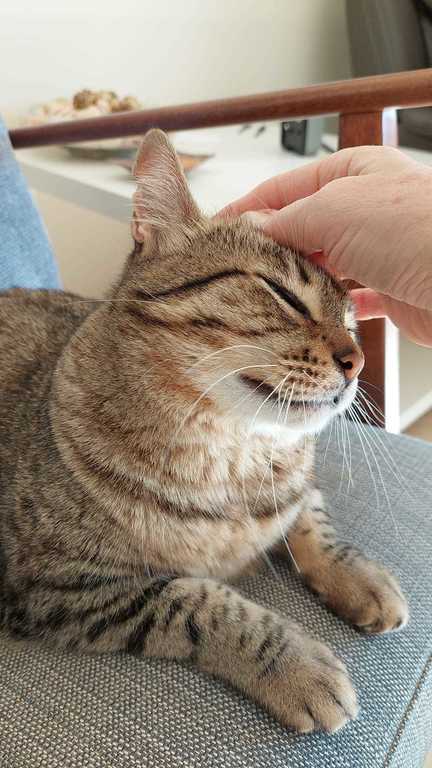 Mitzy, our third cat, adopted from my aging mother.