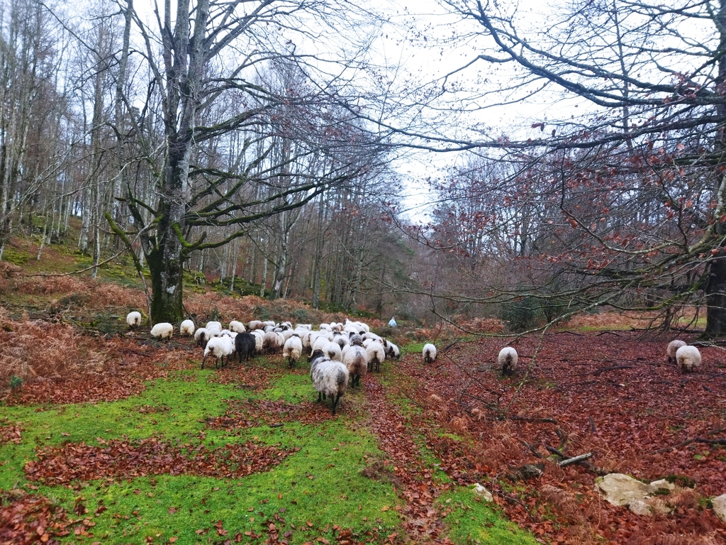 Urbasa, otoño