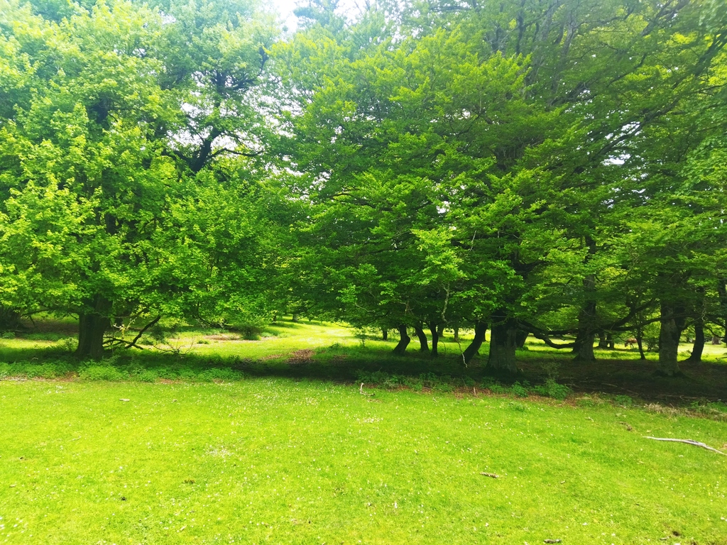 Urbasa, primavera