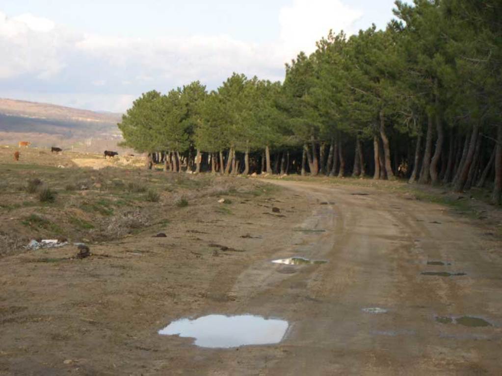 Paseo al lado del pinar