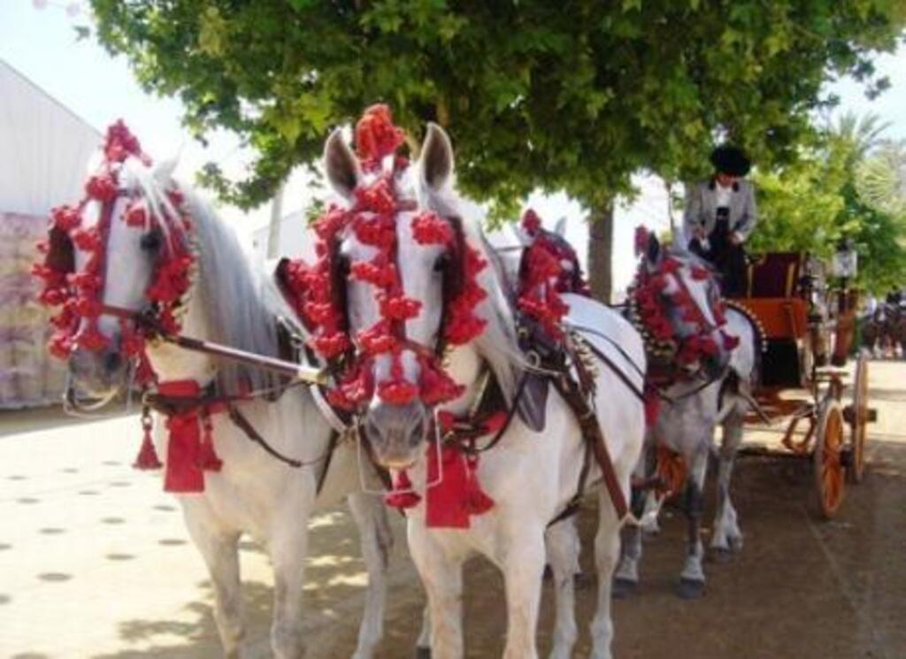 horses at the street