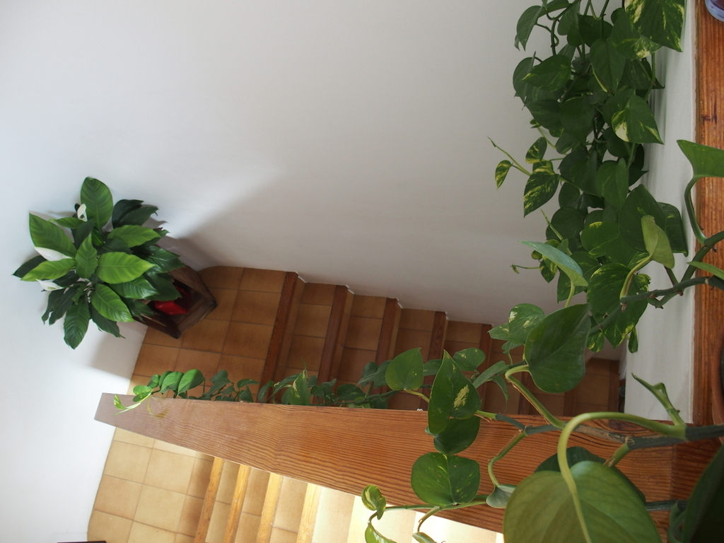 Stairs to the Terraces