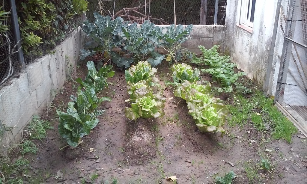 Organic garden