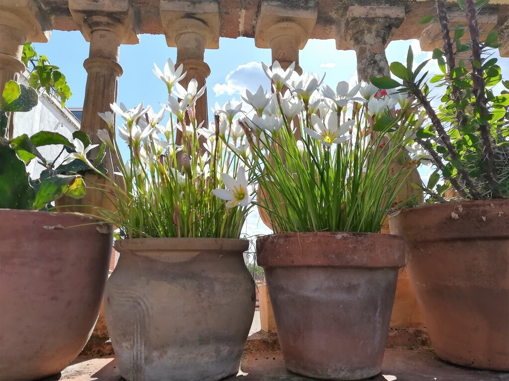 Pots in our upper terrace