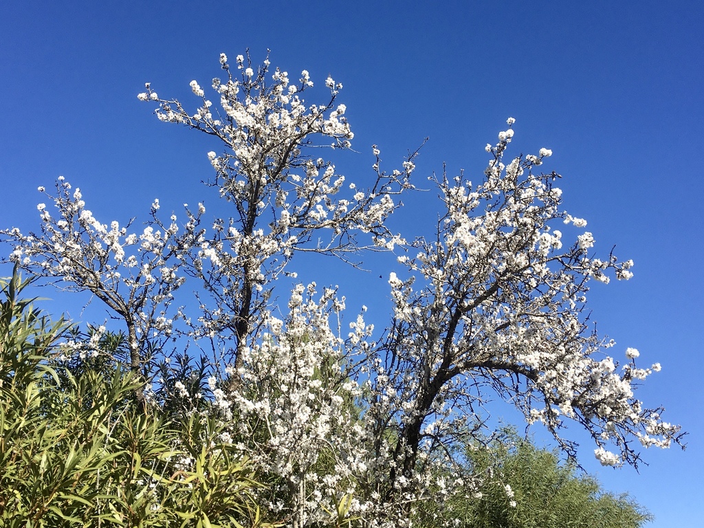 February in Jávea: almond trees blooming