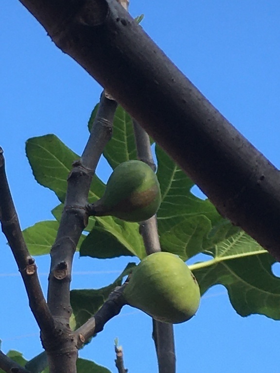 Fig tree in our garden