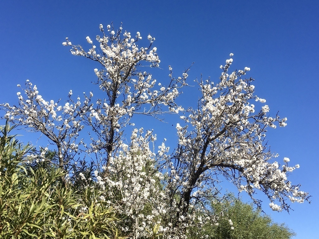 February in Jávea: almond trees blooming