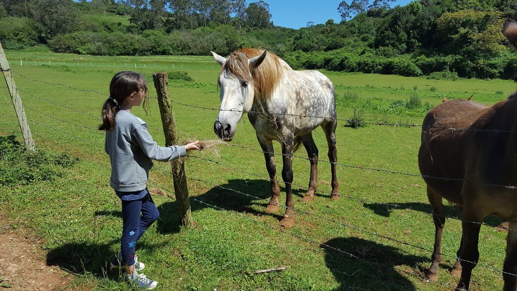 Dando de comer a los caballos de un vecino, Oreña